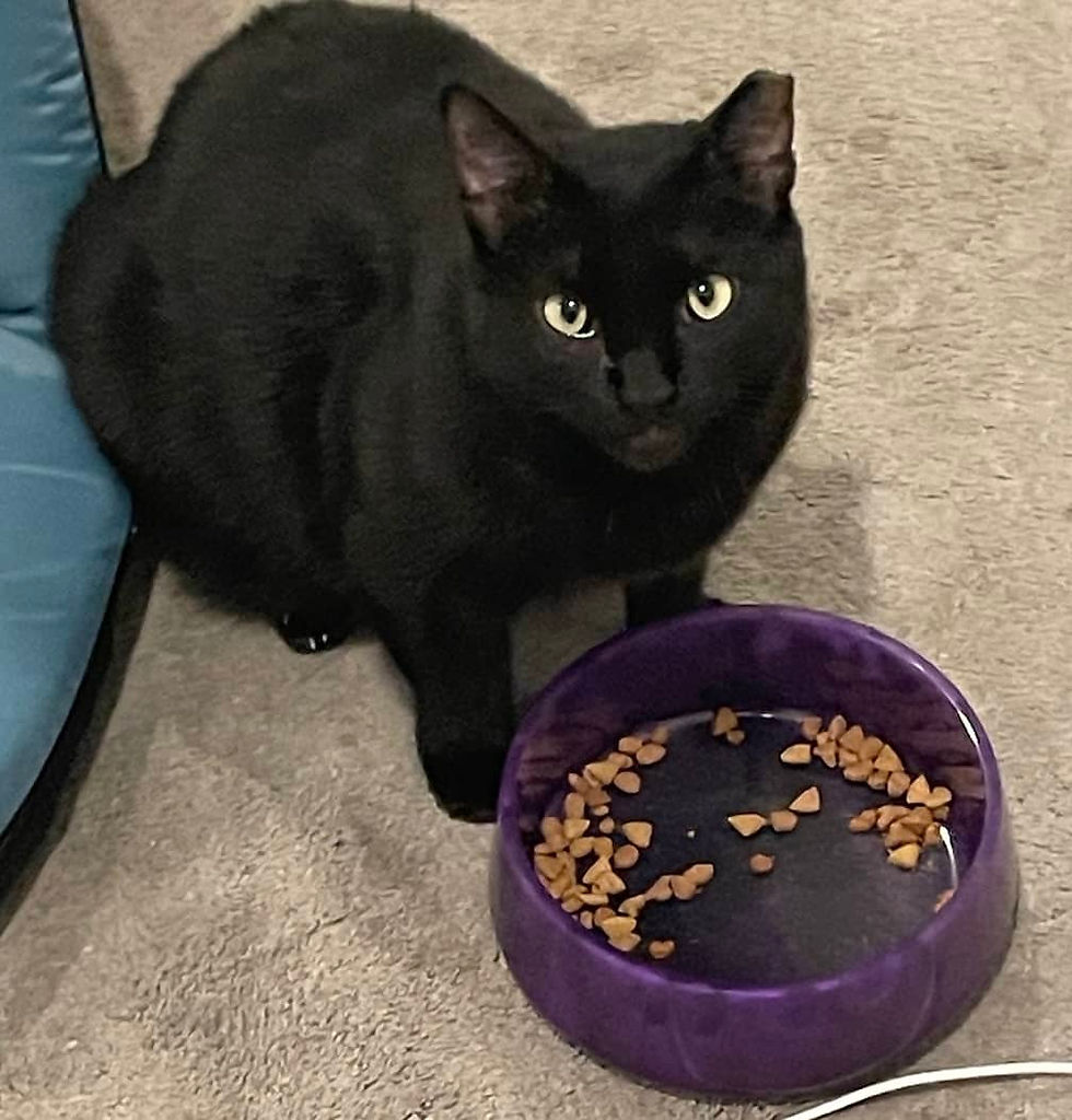 cat dish