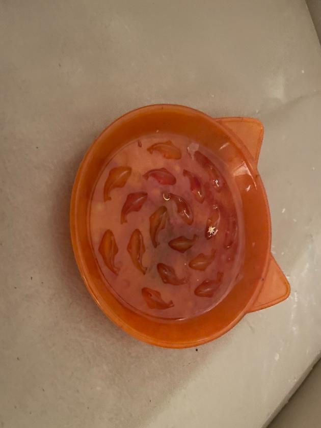 Thumbnail: Orange slow feed cat dish