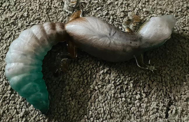 Thumbnail: Lizards - Gray and Turquois