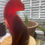 Thumbnail: Red and brown glass resin cat figurine