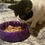 Thumbnail: purple cat dog bowl