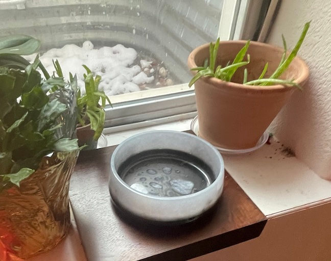 Thumbnail: White and Black Pet Food Bowl