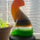 Thumbnail: cat glass