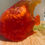 Thumbnail: angel fish