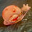 Thumbnail: Clear, white and red decorative snail