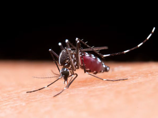 chikungunya Singapore, chikungunya prevention, mosquito virus travel, joint pain fever virus, travel health clinic Singapore