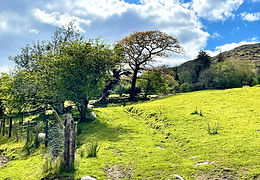 Pastoral view.