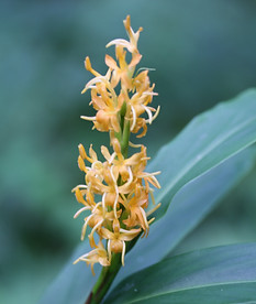 Hedychium sinoaureum CHB13.CH106.JPG
