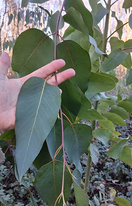 Eucalyptus nitens x regnans feuillage adulte