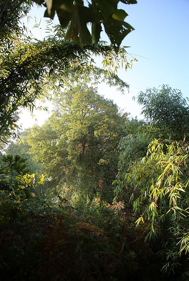 jardin jungle karlostachys, parc exotique de seine maritime