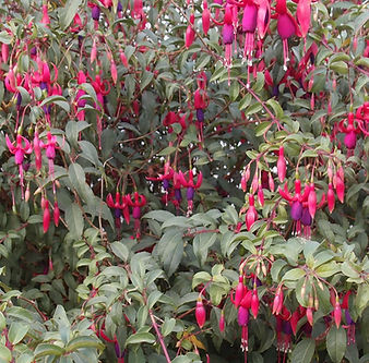 Fuchsia 'Ville de Rocquencourt'.jpg