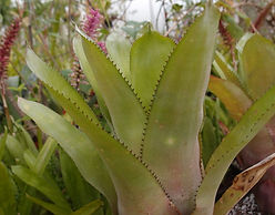 Aechmea distichanta glaziovii.JPG