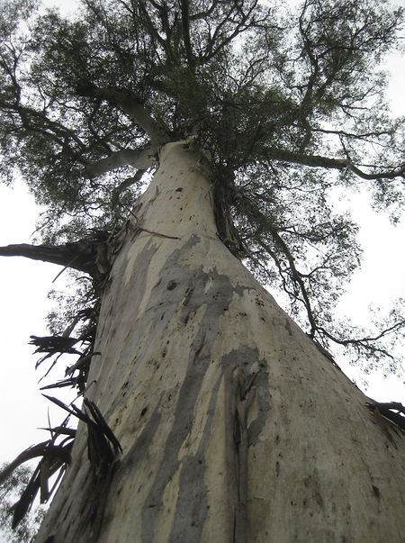Eucalyptus viminalis subsp. viminalis.jpg