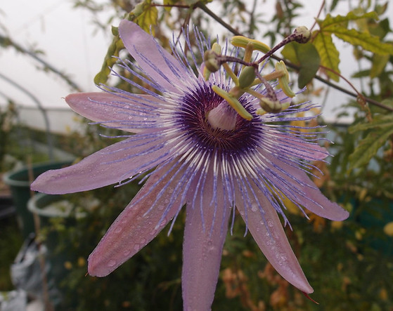 Passiflora 'jardin jungle 9' passiflore rose résistante au froid