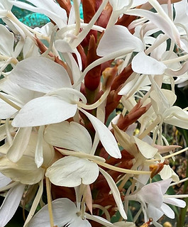 Hedychium kwangsiense, jardin jungle