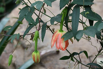 Passiflora zamorana, jardin jungle, parc exotique en normandie