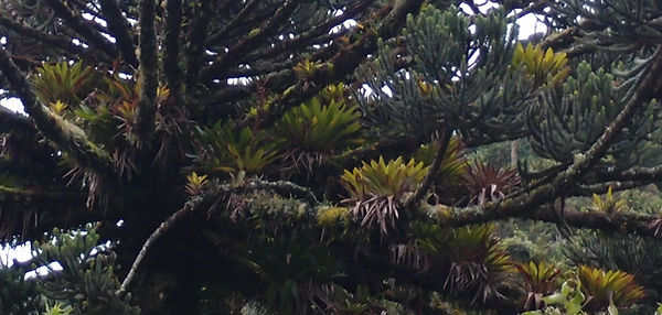 Vriesea itatiaiae-cold hardy Bromeliads-jardin jungle