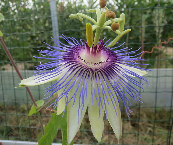Passiflora 'jardin jungle 28', passiflore rustique