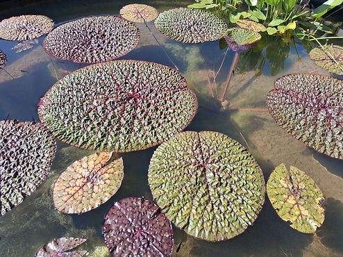 Euryale ferox dans les jardin aquatique du jardin jungle