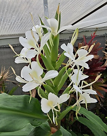 Hedychium 'White Clover' au jardin jungle