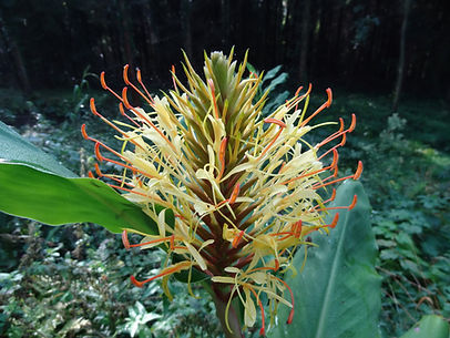 Hedychium hybride , gingembre rustique , jardin jungle.JPG