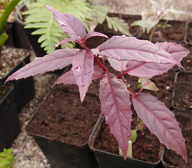 Fuchsia 'jardin Jungle 1'.JPG