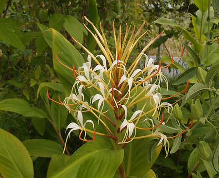 Hedychium yunnanense CHB18.V (Y Ty 2100m Vietnam)