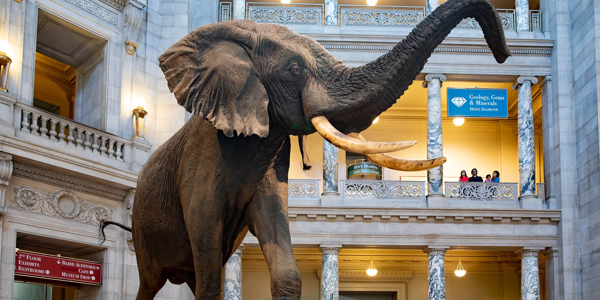 An elephant from the National Museum of Natural History