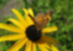 Butterfly on top of Yellow Black-eyed Susan Flower