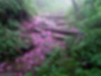 Craggy Gardens Flower Petal Path in Forest