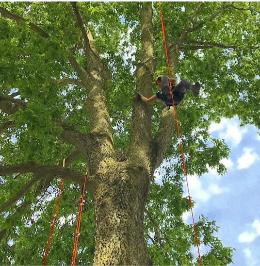 Jenny in the tree
