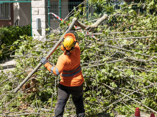 Tree Removal Service