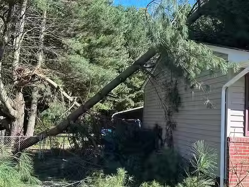 Tree Care Services