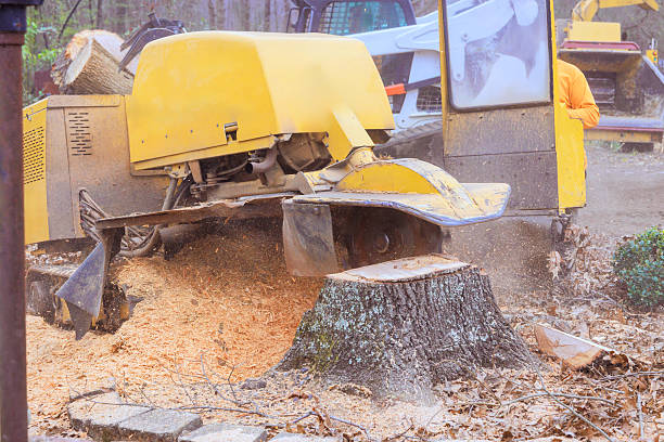 Stump Grinding
