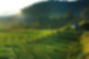 Loal Rice Terrace