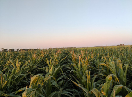 Chopping Silage Corn Oct 2, 2019