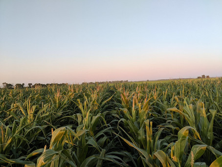 Chopping Silage Corn Oct 2, 2019