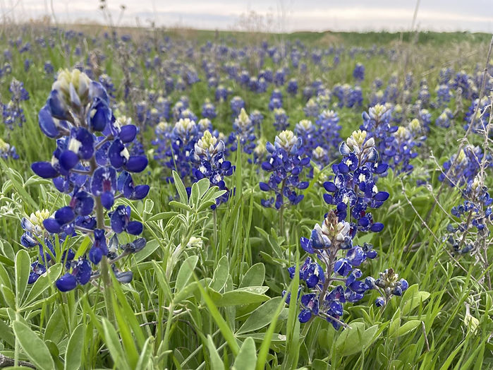 bluebonnets in field.jpeg