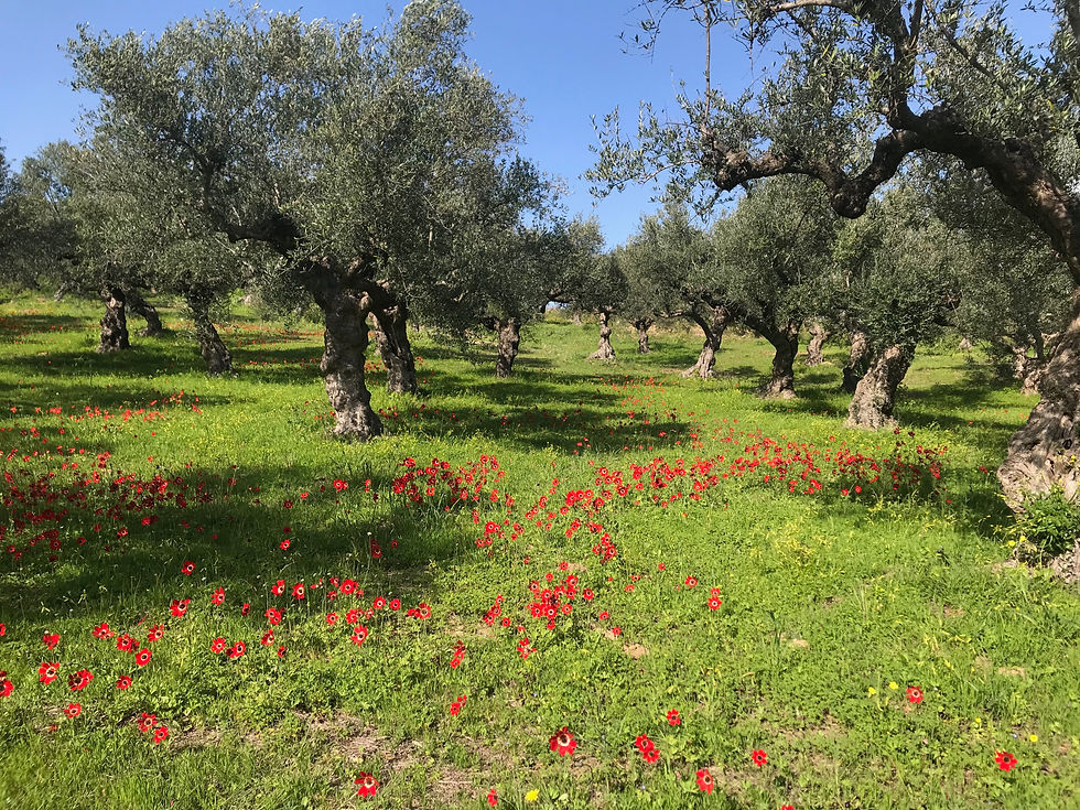 Olivenbäume im Mohn.jpeg