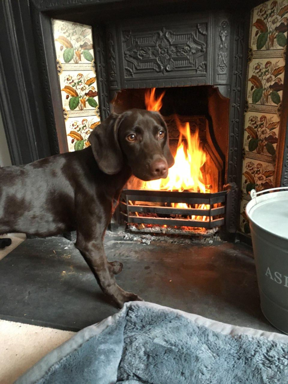 Old shot of Pip Pickly warming hers paws by the fire.