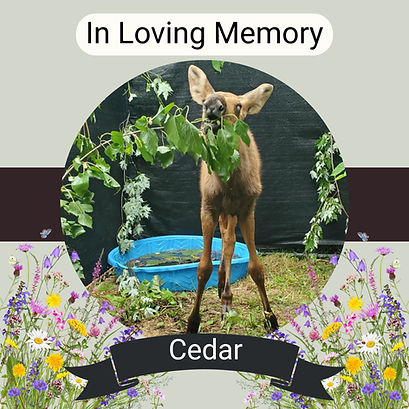 Cedar Memorial.jpeg