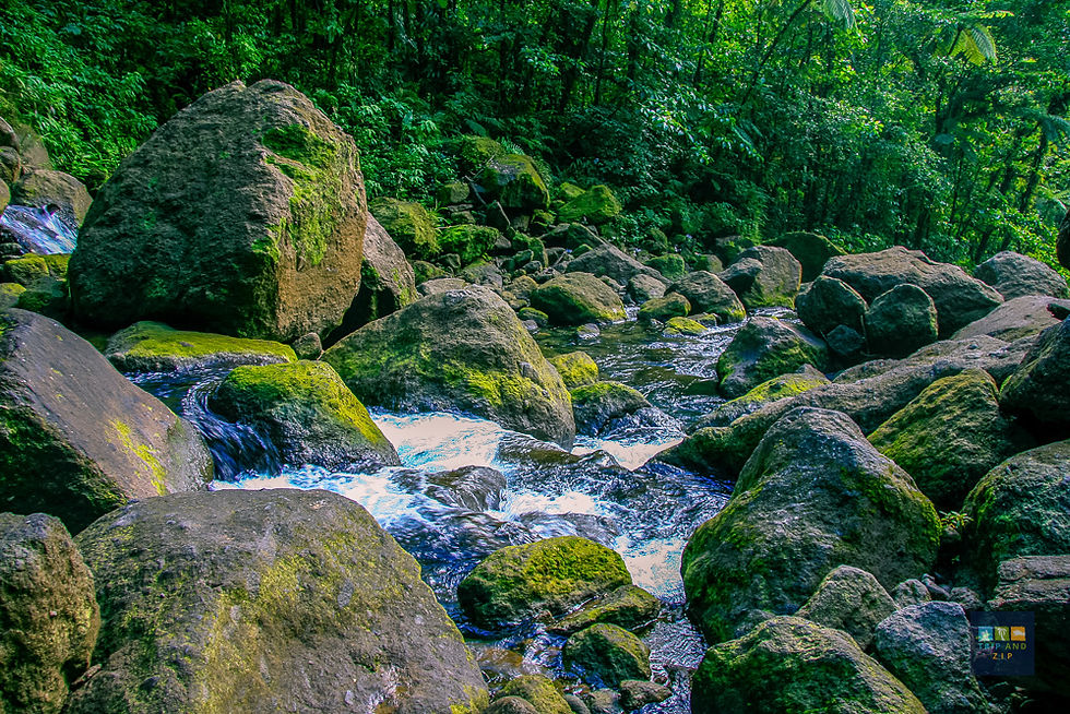 Rocky stream with moss-covered boulders in a lush green forest. Sunlight filters through the trees, creating a serene, natural setting.