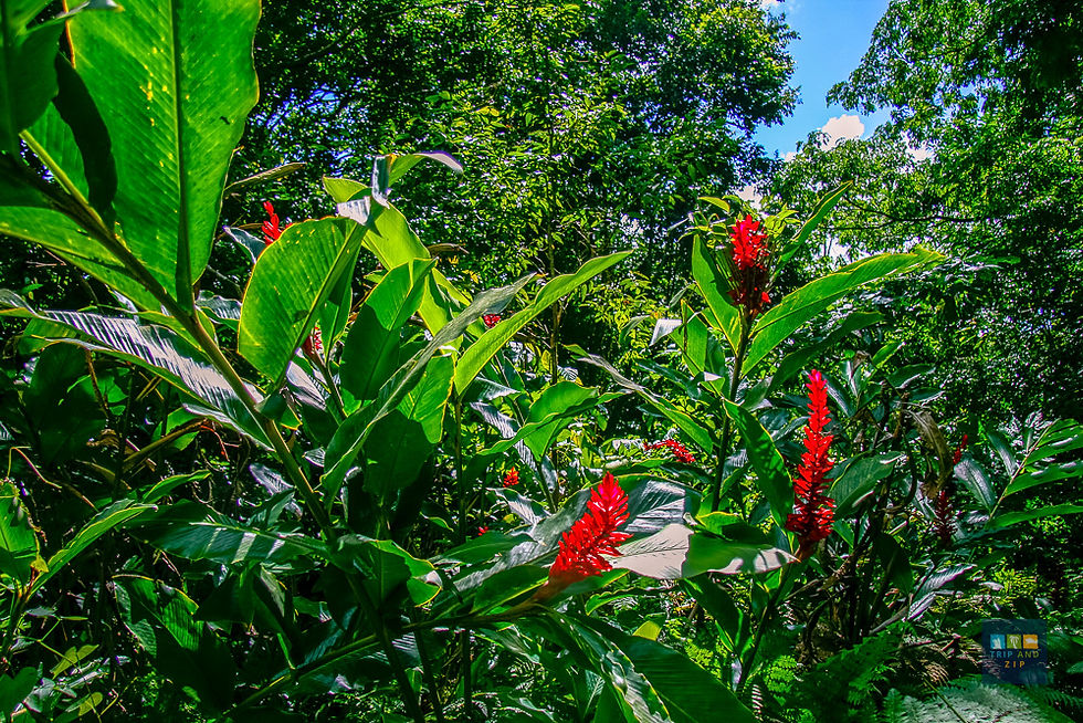 Lush green foliage with red flowers in a dense jungle under bright sunlight. Blue sky peeks through the trees; mood is vibrant and lively.