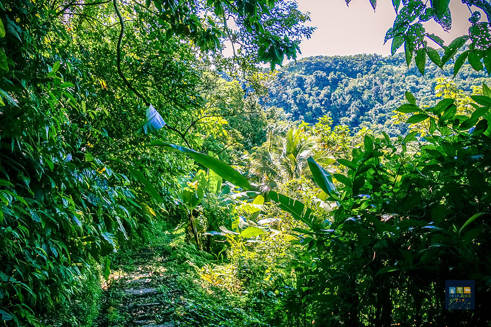 Lush green forest path with dense foliage, vibrant leaves, and bright sunlight filtering through. Hills visible in the distant background.