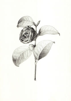 Camellia japonica A4