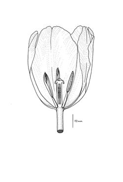 Tulipa dessin à l'encre simple