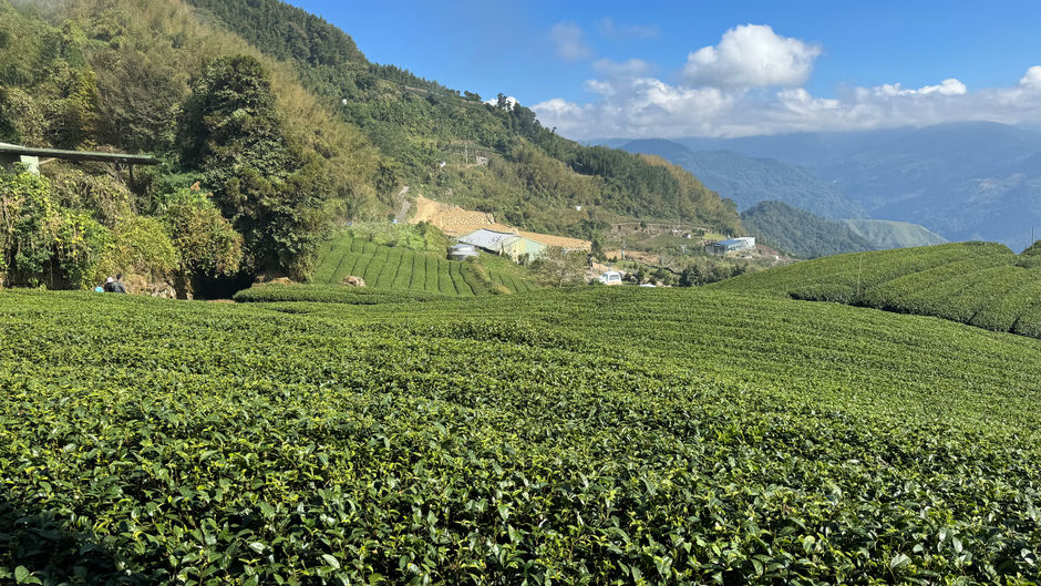 Taiwan Day 7: Sunrise at Alishan & Eryanping Trail