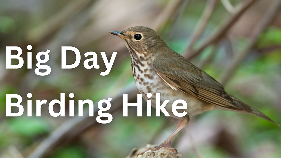 Big Day Birding Hike