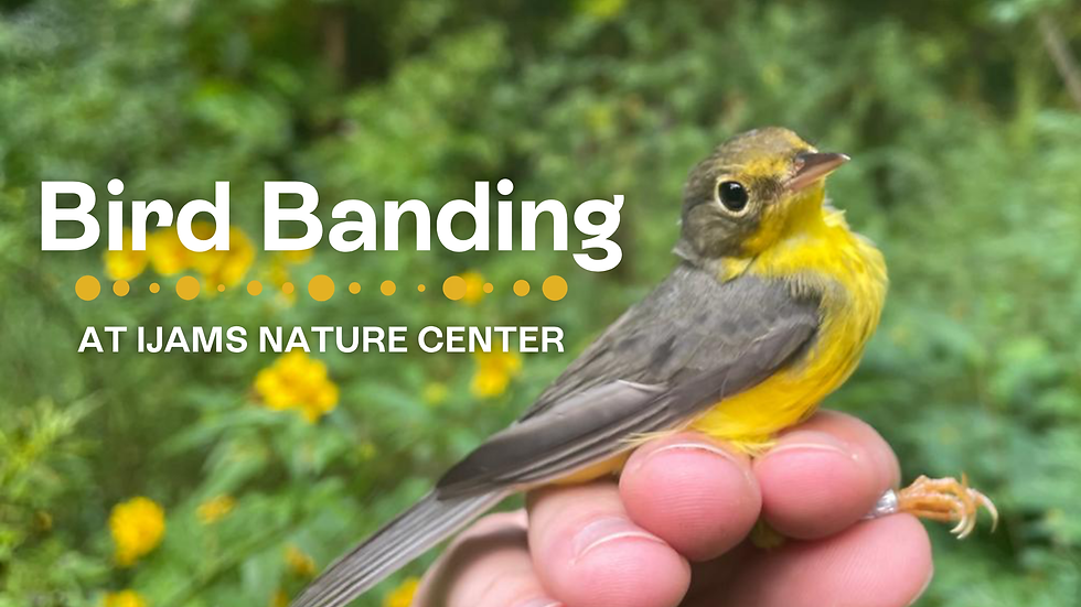 Bird Banding at Ijams Nature Center