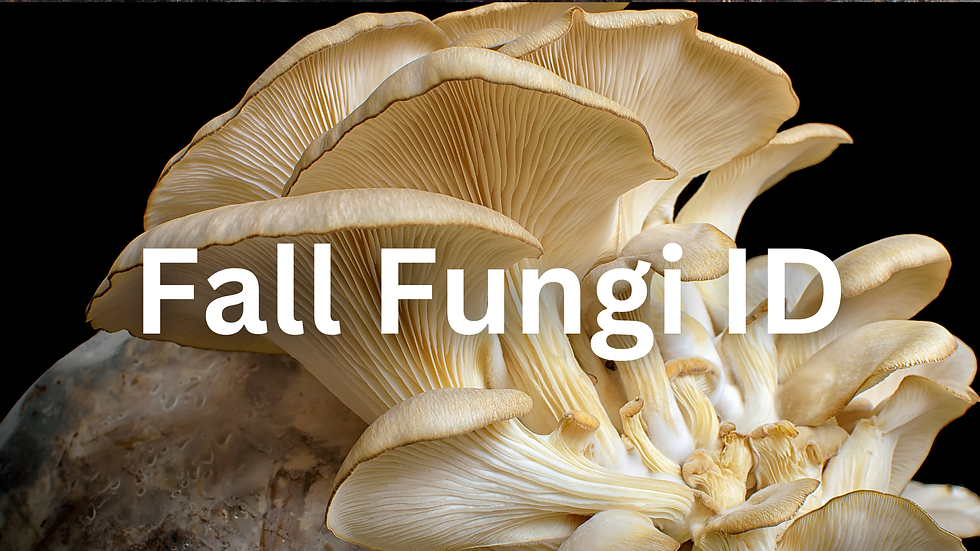 Fall Fungi ID: Beginner Workshop